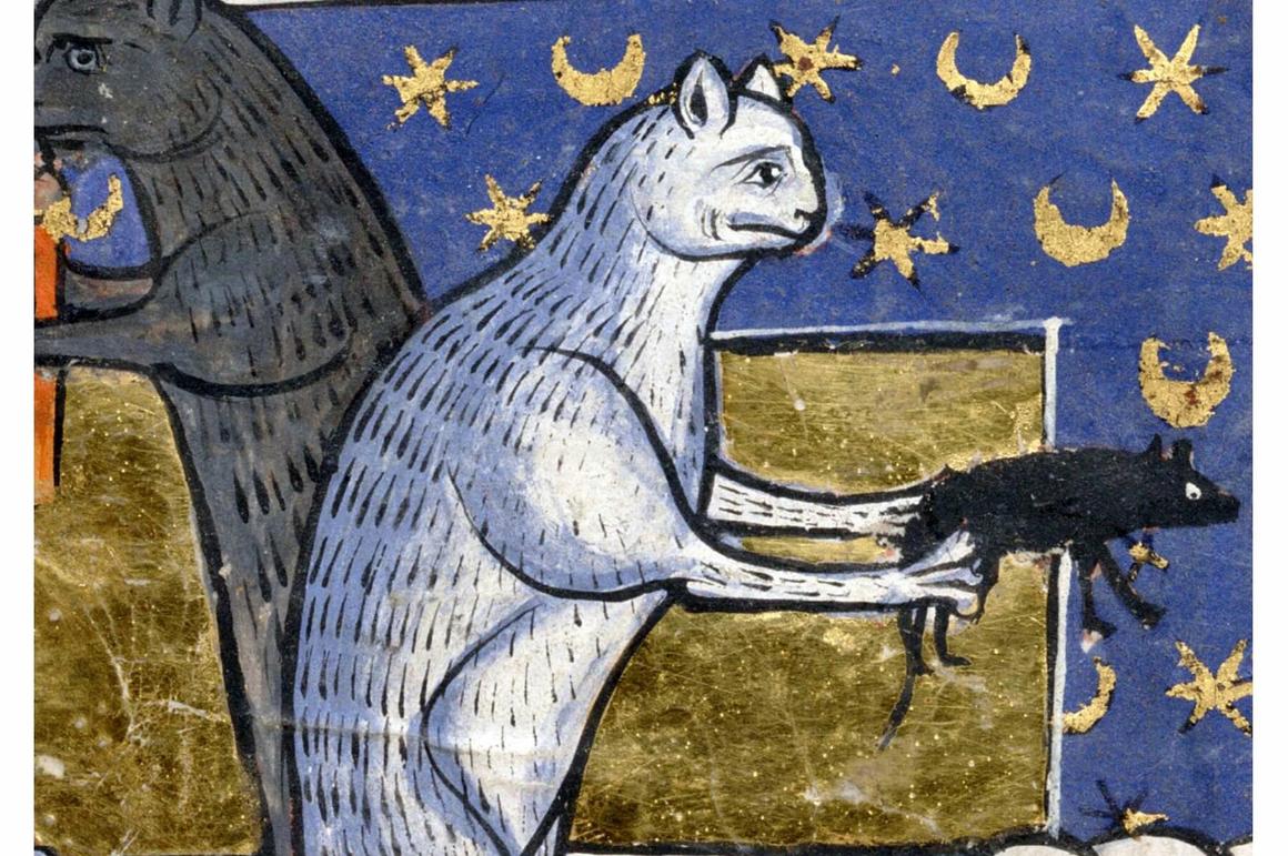 Тест. Какой вы средневековый кот?